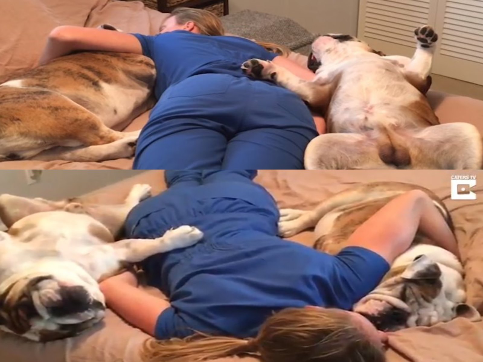 護理師女主人回家累趴秒睡　二隻愛犬竟也跟著睡翻！（圖／寵毛網）