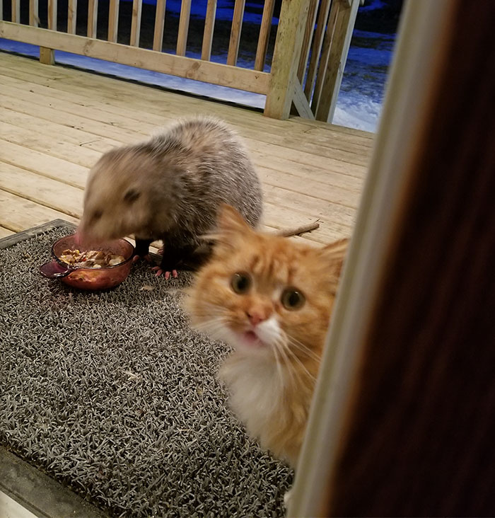 一位主人將貓咪的食物放在門外，引來一隻負鼠；而貓咪看著自己的食物被吃掉，露出無助的神情，也這些照片也成功在網路上造成話題瘋傳！
