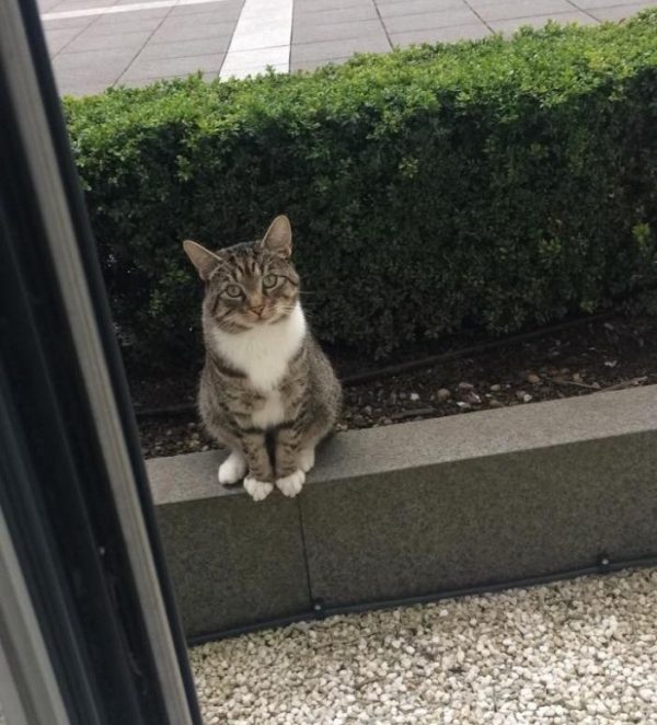 住在franwalker26隔壁的虎斑貓瑞福，每天下午都會一副乖巧的模樣坐在他家外面等牠的好朋友娜拉。「請問娜拉可以出來玩嗎？」