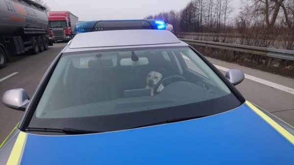 這兩隻明顯是迷路的狗狗，似乎知道警察可以幫牠們找到回家的路，非常堅定地坐在警車上。
