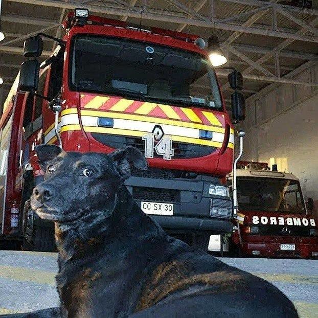 小黑在伊基克消防隊已經住了十幾年，身為隊犬，牠不但會幫忙看顧裝備，還會搖著尾巴撒嬌，讓消防隊員們紓解一些工作壓力。