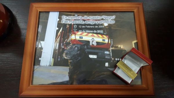雖然黑仔已經不在了，牠的遺物將會永遠留在伊基克消防隊裡，紀念他們這位忠心的狗狗朋友！
