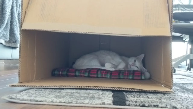 一隻白色貓咪躲在紙箱裡昏昏欲睡。