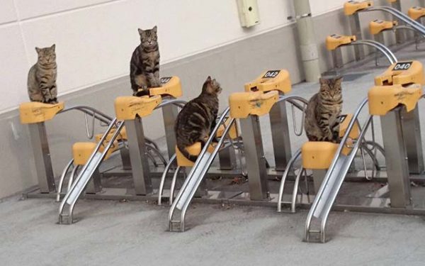 四隻虎斑貓一人坐一個停車架，好像在說：想停車嗎？拿罐罐來啊～
