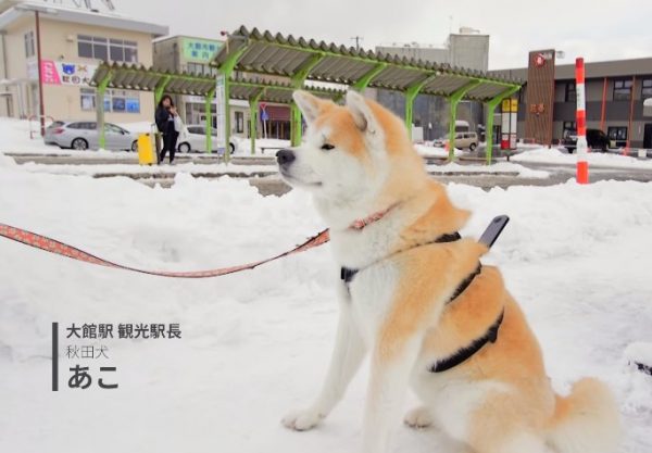 秋田縣大館市公所請來了三隻秋田犬來幫忙拍攝狗狗視角的街景圖。