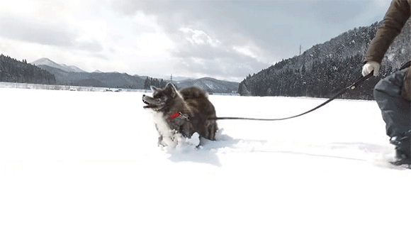 雖然是拍攝工作，但對狗狗們來說就是玩樂，在雪地裡奔跑跳躍，相機都差點要被甩下來～