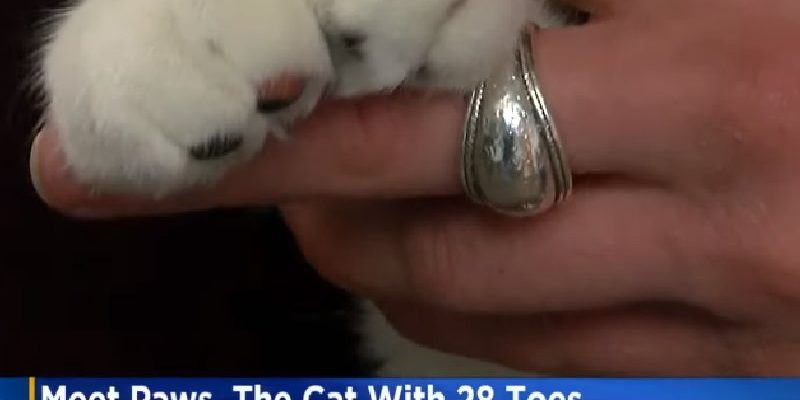追平金氏世界紀錄　美國三花貓有28根趾頭！
