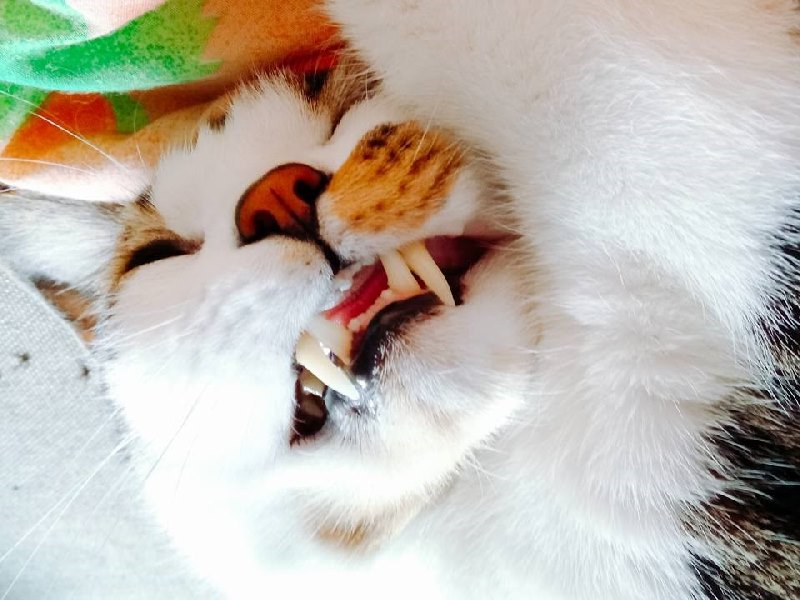 貓咪有幾顆牙齒？快來學習關於喵星人的牙齒小常識！（圖／寵毛網）