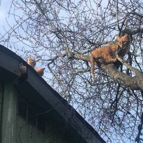 一隻橘貓媽媽帶著幾隻小貓咪生活在一處屋頂，怕人的牠們完全不敢下來。