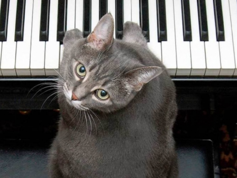 熱愛彈琴的天才貓咪演奏家　不僅發唱片連演奏會都開過（圖／寵毛網）