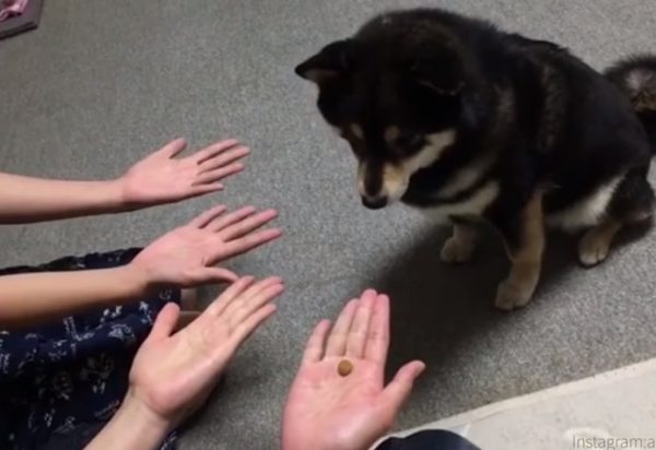 二位主人讓亞可看到她們其中一隻手裡有零食。