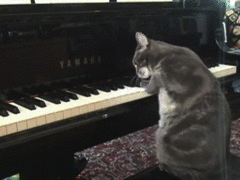 沉迷於彈奏鋼琴世界的諾拉，常常會在影片中秀絕技。