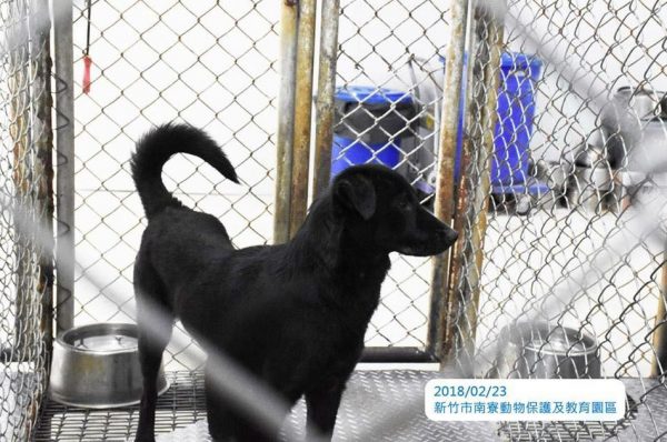 台灣傳出疑似狗販到收容所領養狗隻殺害販售，令人心痛憤怒！（圖／傾聽，浪浪。）