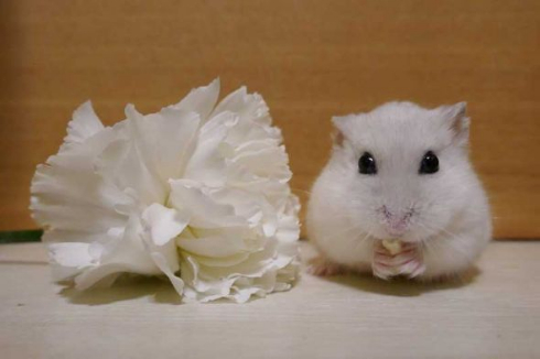 即使在塑膠花旁邊，本鼠的美貌還是不會被打敗的。（圖／@mnmnmnmnii）