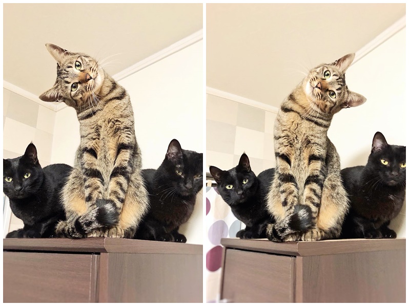 思考動作四連拍　貓貓們肯定是在謀略如何攻占地球！
