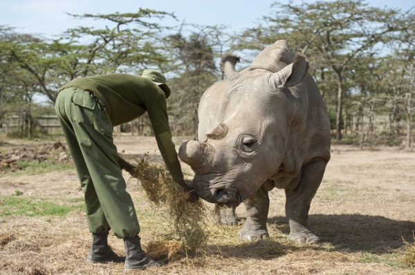 蘇丹高齡45，因為健康退化造成皮膚大面積潰爛，照顧牠的肯亞自然生態保護區工作人員只能無奈為牠進行安樂死，以結束牠的痛苦。
