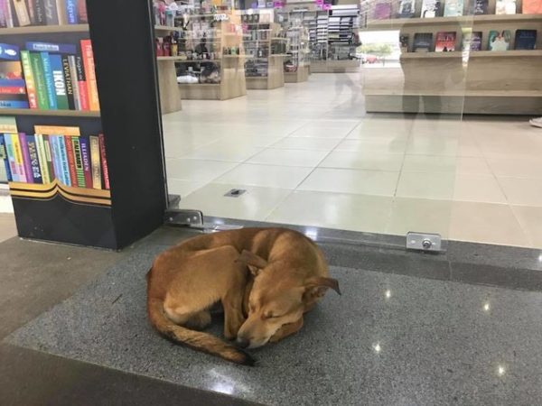巴西一所大學的校園書局門口，突然出現了一隻黃色浪犬。