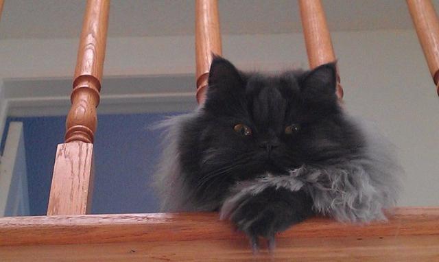 mrjoe94家的七歲貓咪Smokey，長得超霸氣，讓他擔心帶新貓咪回來不知道會不會被牠欺負。