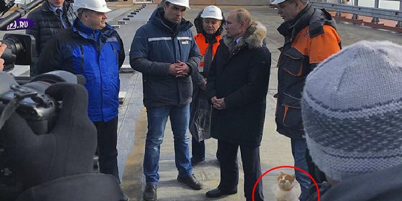 俄羅斯有超可愛工頭貓　總統普亭來視察牠還陪同入鏡！

