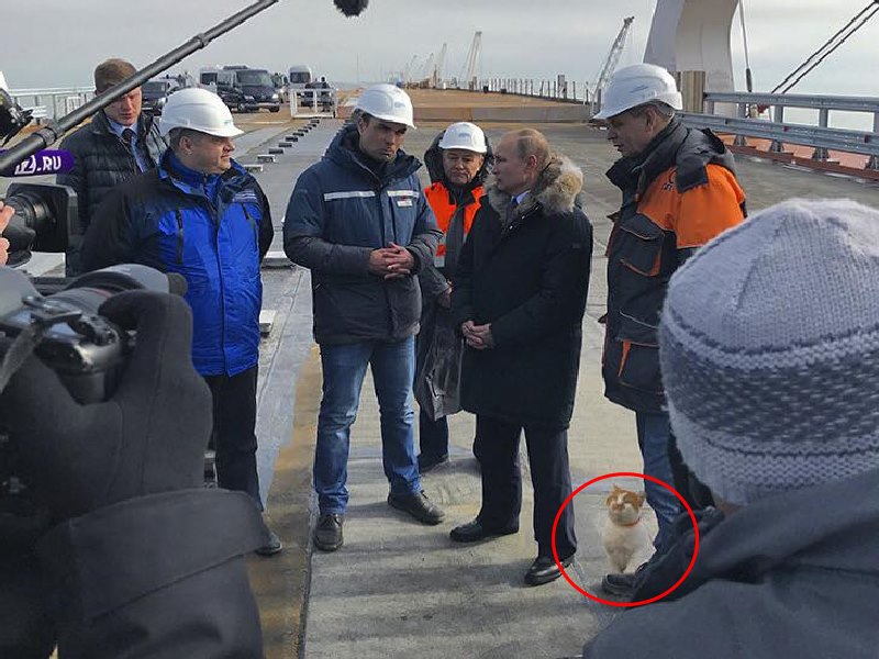 俄羅斯有超可愛工頭貓　總統普亭來視察牠還陪同入鏡！（圖／寵毛網）