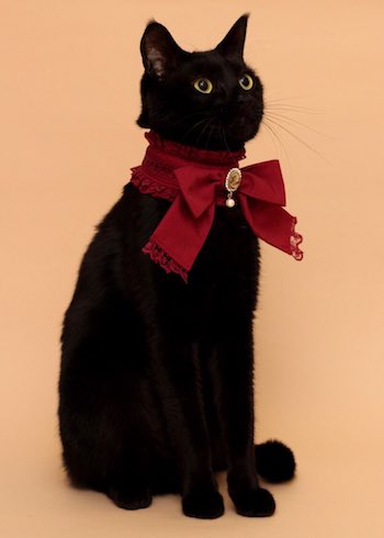 木野聡子家的愛貓是一隻黑色的小男生，她在閒暇時都會手作一些華麗的項圈讓牠戴上拍萌照，證明黑貓也是可以很可愛的！