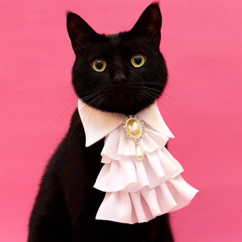 事實證明，黑貓無論配什麼顏色都超搭超吸睛！