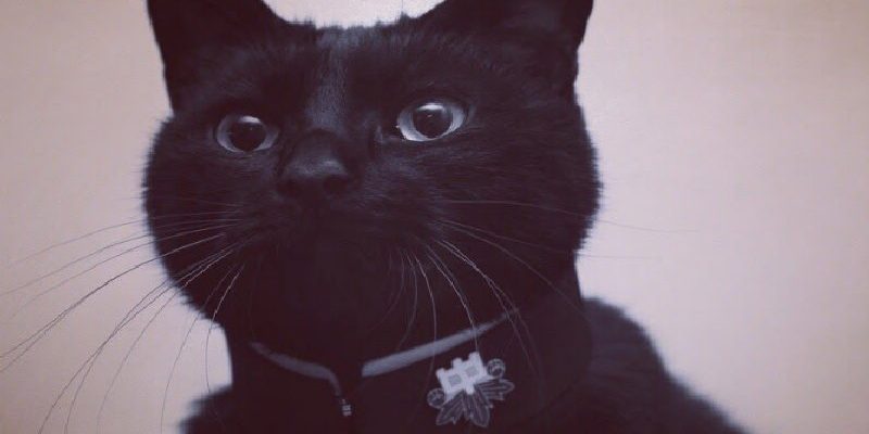 誰說黑貓不上相　日本貓奴手作華麗項圈為愛貓拍萌照！
