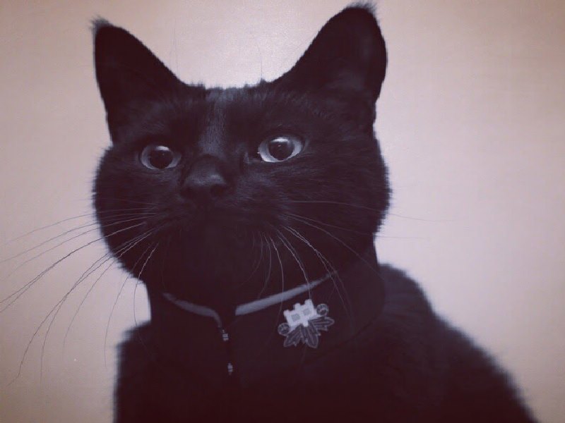 誰說黑貓不上相　日本貓奴手作華麗項圈為愛貓拍萌照！（圖／寵毛網）