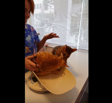 二隻貓咪到動物醫院看診，其中一隻貓咪非常有義氣地咬住同伴的後頸，想要拖著牠逃命。