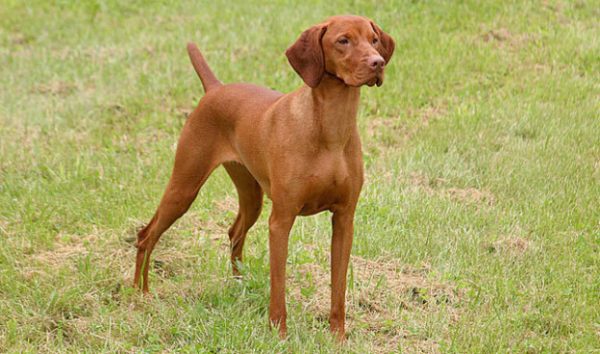 （圖／https://www.pawsplaygrounds.com/breed-of-the-week-vizsla/）