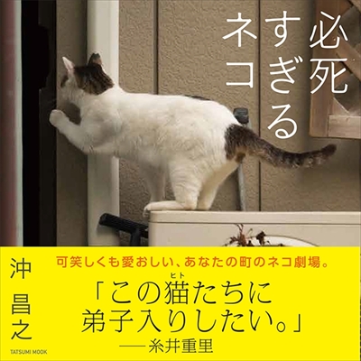 日本攝影師沖昌之，以貓咪各種拼命的模樣為主題的寫真集。（圖／amazon）