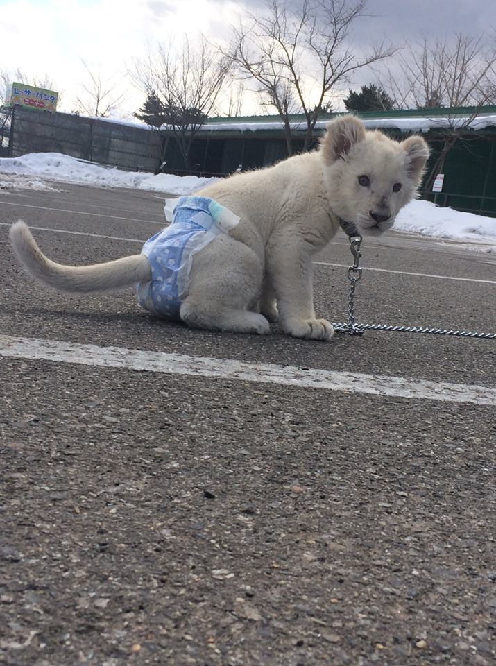 動物園裡真稀的白老虎。