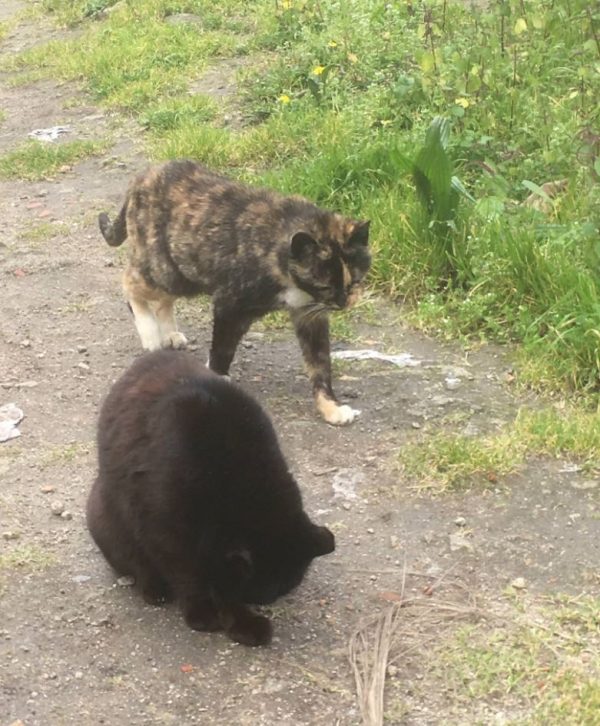 沒多久，這些貓咪開始移動，好像有個目的地似的，男子好奇地跟在後面。