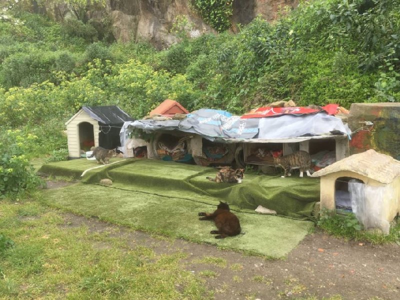 葡萄牙男子到山上健行　意外發現可愛貓咪聚落！（圖／寵毛網）