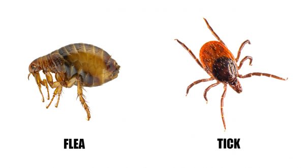 左：跳蚤　右：吸血前的壁蝨。（圖／Do My Own Pest Control）