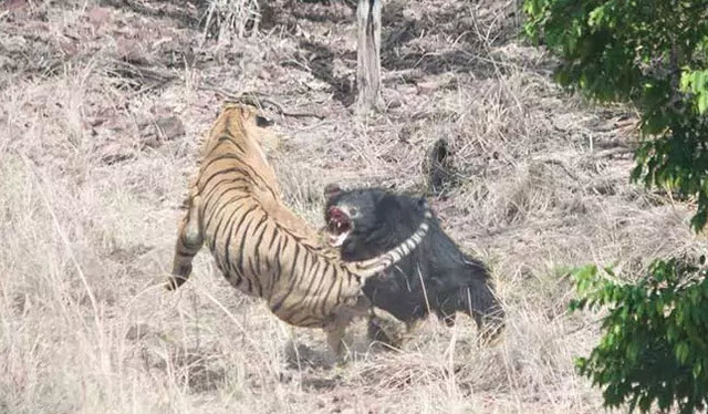 ▲母熊為了保護小熊，正面迎戰老虎。（圖／翻攝自NDTV , 2018.3.4）