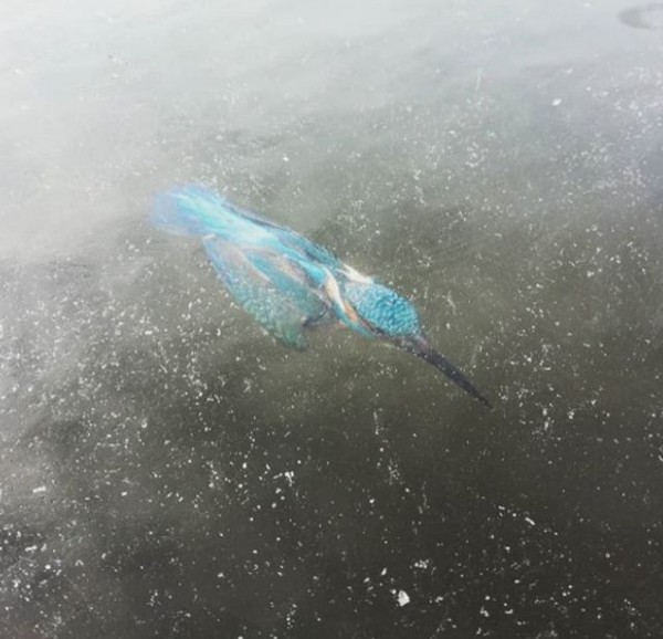 ▲疑試圖捕魚，翠鳥於阿姆斯特丹運河凍結無法逃生。（圖／翻攝自Twitter）