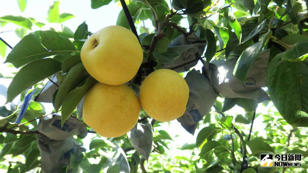 ▲台中高接梨穗天然災害現金救助地區，農民可前往所在地區公所提出現金救助申請（圖／市政府提供 , 2018.3.5\\)