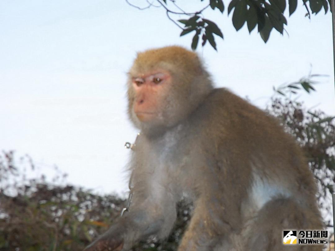 ▲台灣獼猴誤觸高壓電，導致苗栗縣南庄鄉一帶171戶停電。(示意圖／Nownews資料庫)