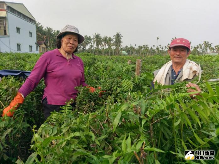 ▲梁松癸在檳榔樹下種「過貓」，脆柔甜潤的幼莖是營養豐富的田間野菜。（圖／梁松癸提供）