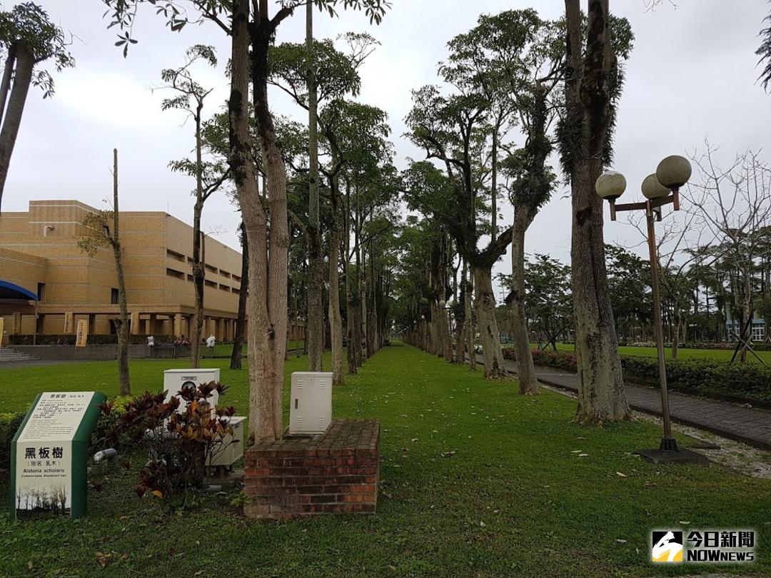 ▲宜蘭運動公園中軸道兩旁高聳、筆直的黑板樹。（圖／李清貴攝 , 2018.03.06\\)