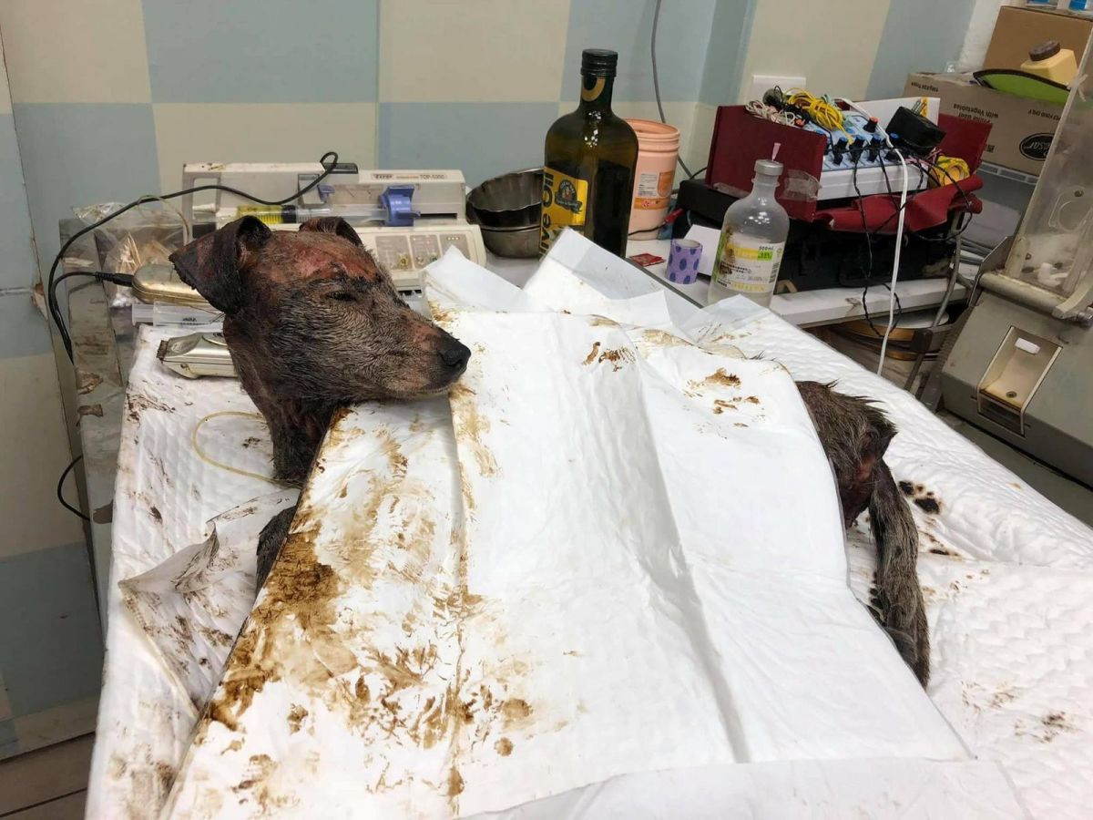 ▲不痛了！瀝青犬「善恩」離世，網不捨：「下輩子不要再受苦。」（圖／翻攝自臉書）