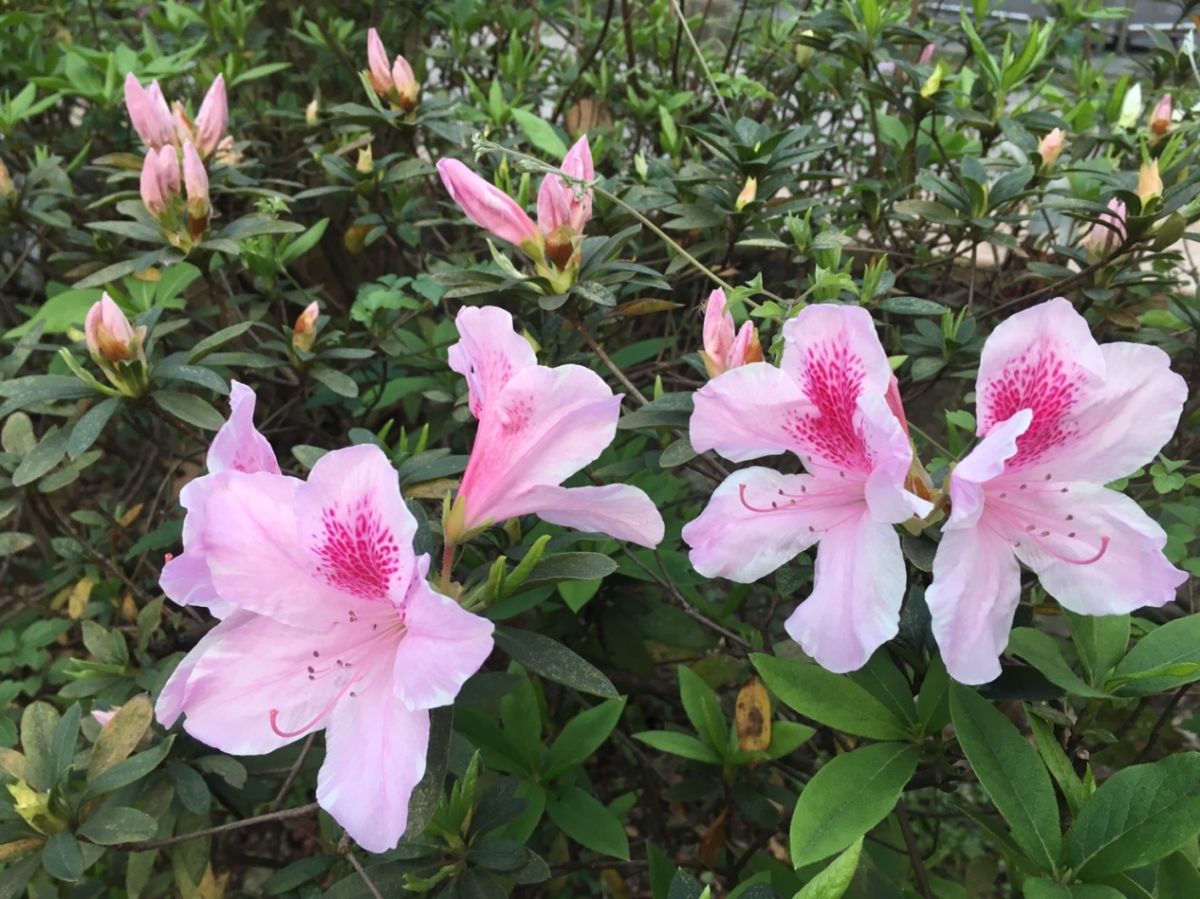 ▲春暖花開！新北市有不少杜鵑賞花祕境，展現獨特而嬌嫩的美麗姿態。（圖／新北市綠美化環境景觀處提供）