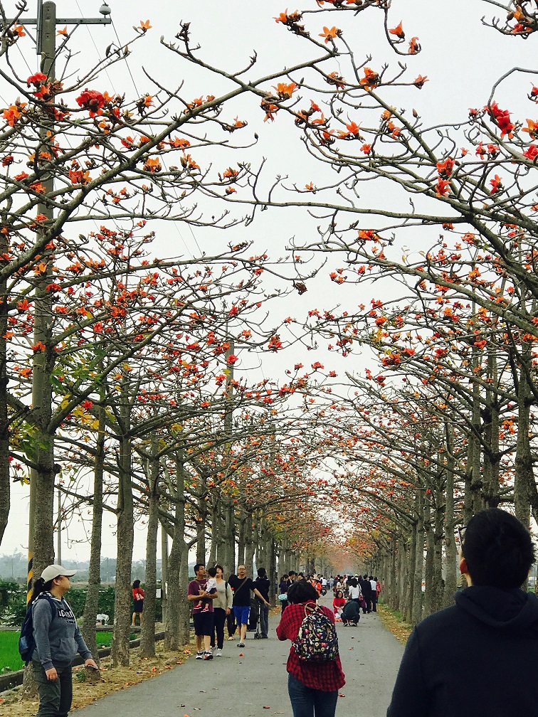 ▲白河林初埤木棉花海，每天都吸引不少遊客前往。（圖／台南市觀旅局提供，2018.03.10
