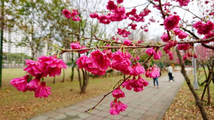 ▲林口運動公園棒球場及步道旁的櫻花已盛開，讓民眾感受滿滿的幸福感。（圖／新北市綠美化環境景觀處提供）