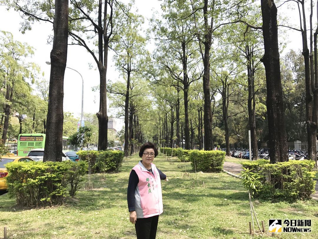 ▲興大綠園道景觀樹種換植計畫，議員邱素貞樂觀其成（圖／柳榮俊攝 , 2018.3.12\\)