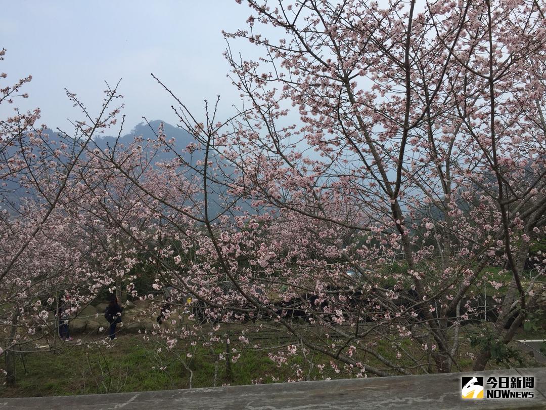 ▲阿里山花季自15日起，為期25天。（圖／記者陳鐘聲攝 , 資枓照片\\)