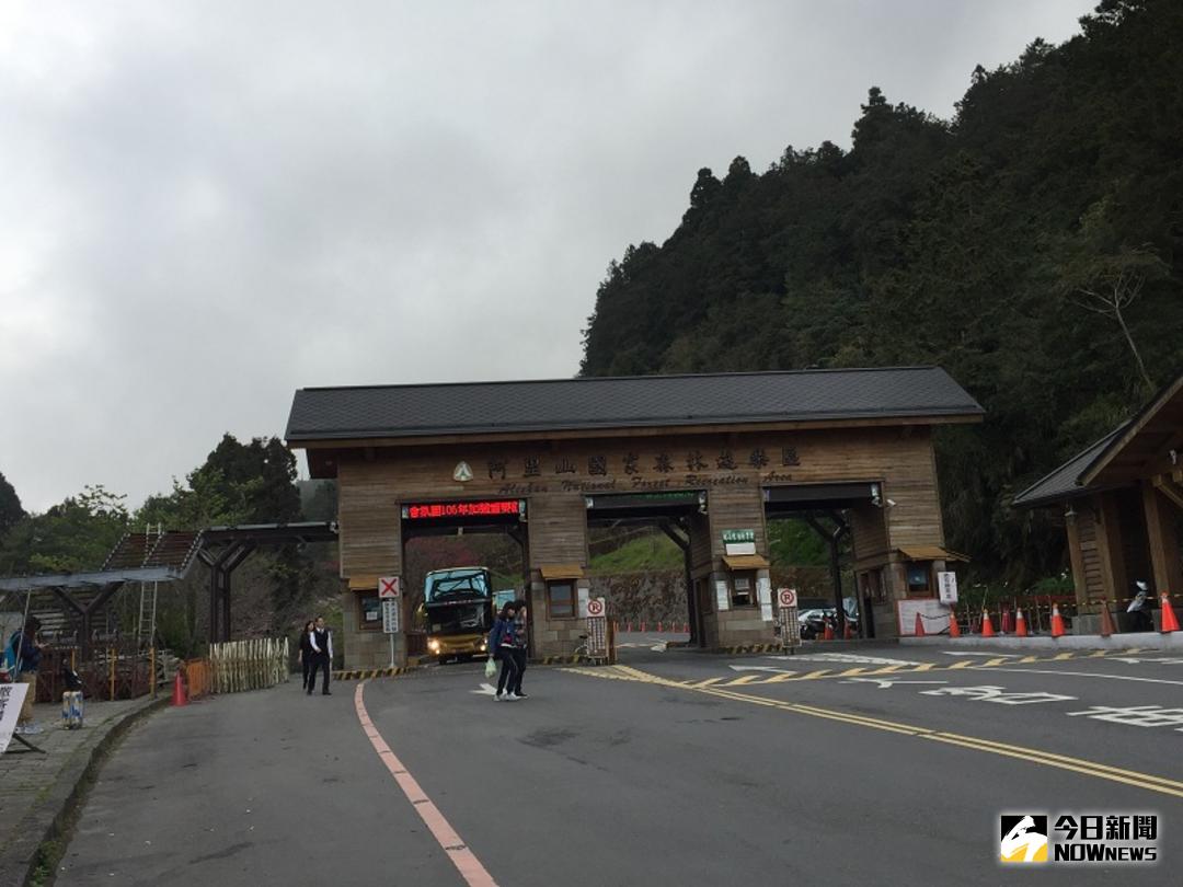 ▲阿里山花季將自15日開始，櫻王將於25日綻放。（資料照／記者陳鐘聲攝 \\)