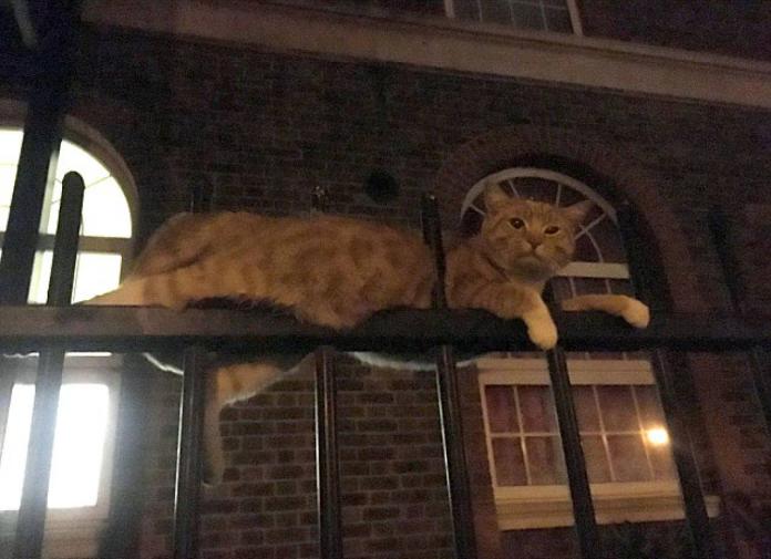 ▲英國倫敦有一隻貓咪被圍欄上的鐵柱穿插過身體，竟獲救奇蹟生還。（圖／取自RSPCA）