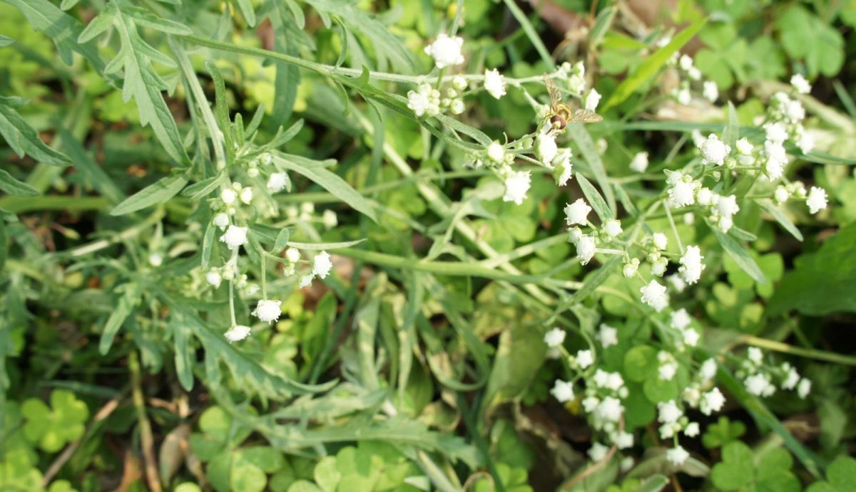 ▲銀膠菊幼苗近似艾草，開花時外觀類似滿天星，常有民眾誤認採摘甚至食用。（圖／載自林務局官網 ）